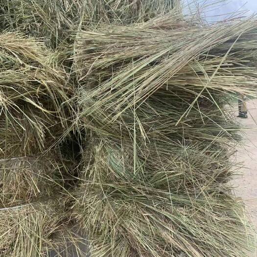 杜尔伯特黑龙江大庆天然羊草