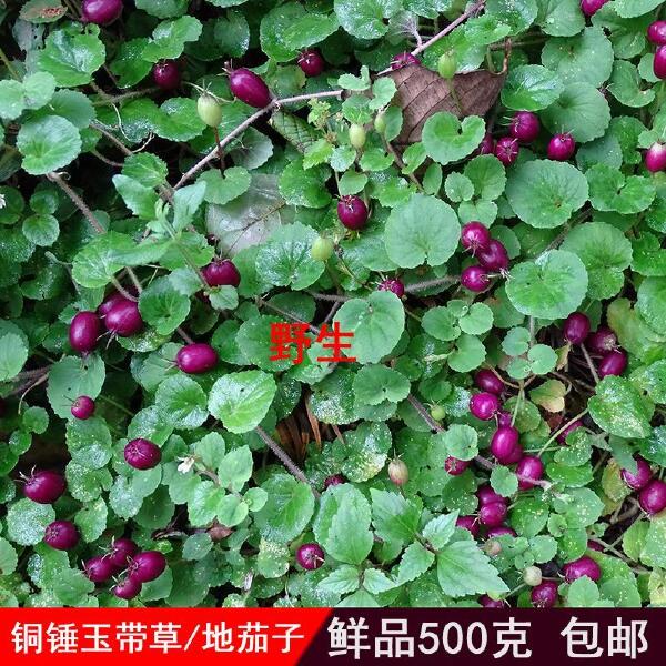 贵州铜锤玉带草 地茄子草 扣子草 马莲草 地浮萍 鲜品