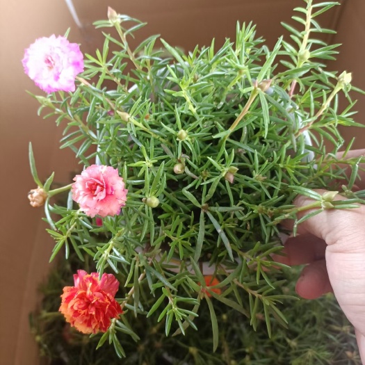 漳州太阳花