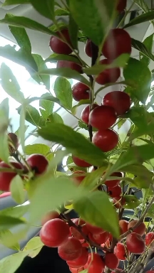 钙果苗，浑身是宝，所结果粒，鲜艳美味！