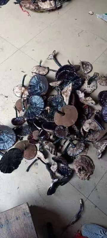 广州灵芝