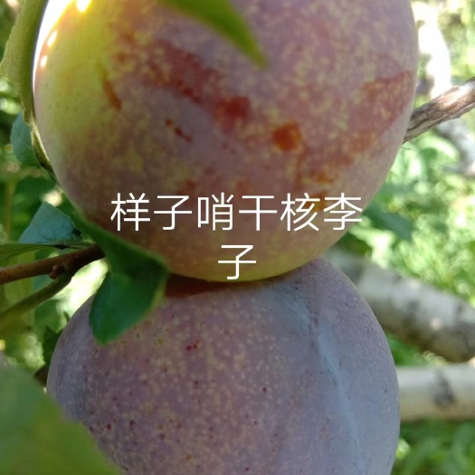 梅河口市东北特李子 吉丰 干核水核都有 品种多 味道好吃！欢迎来选购