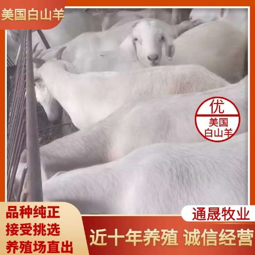 长年出售美国白山羊 波尔山羊 努比亚黑山羊 价格便宜 质量好