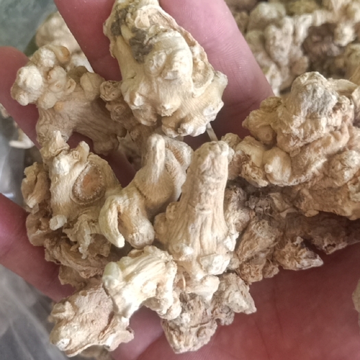 竹节参 中药材竹节参
