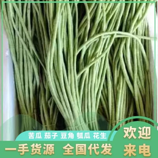 徐闻县长豆角，现摘现发，大量供应，产地直供