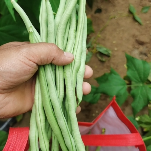 榆林精品豆王