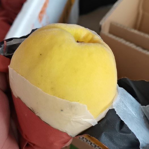 随县套袋黄桃