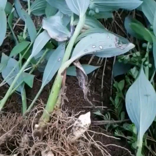 清原县东北大玉竹