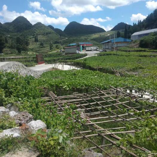 惠水县佛手瓜