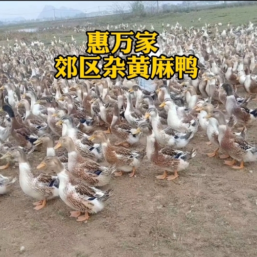 郊区杂黄麻鸭苗 大种杂交黄麻鸭苗  郊区杂交四点麻鸭苗