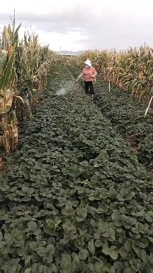 建水县妙香7号草莓苗