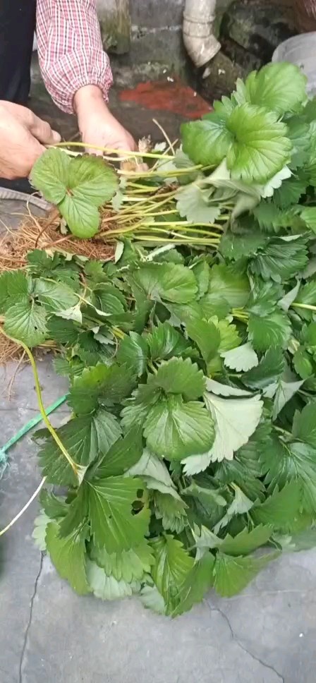 泰安泰山草莓苗基地批发草莓苗低价草莓苗品种草莓苗亩栽万棵价格