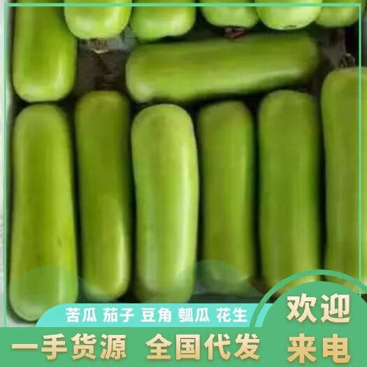 徐闻县精品瓠瓜、蒲瓜，现摘现装，全国代发，大量供应，需要来电