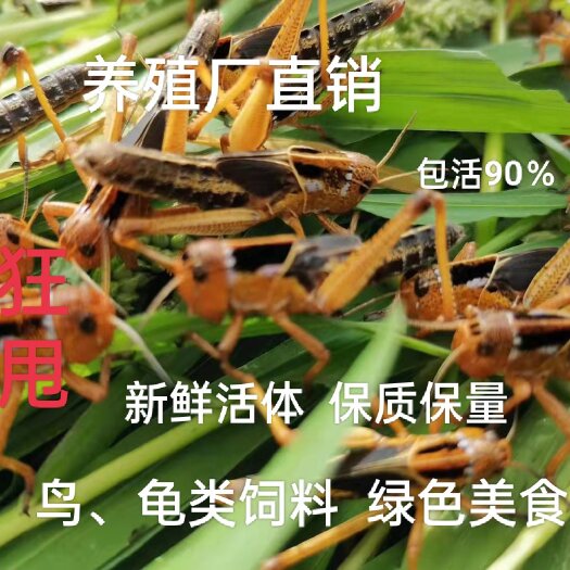 禄劝县养殖厂狂批：新鲜各龄蚂蚱及虫卵