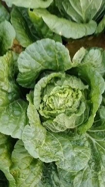 康保县白菜