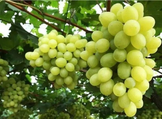 鄯善县吐鲁番鄯善县的无核白葡萄甜度好可酿酒可以鲜果销售可葡萄干销售