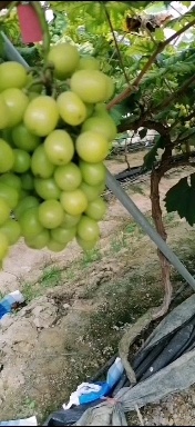 翁源县阳光玫瑰