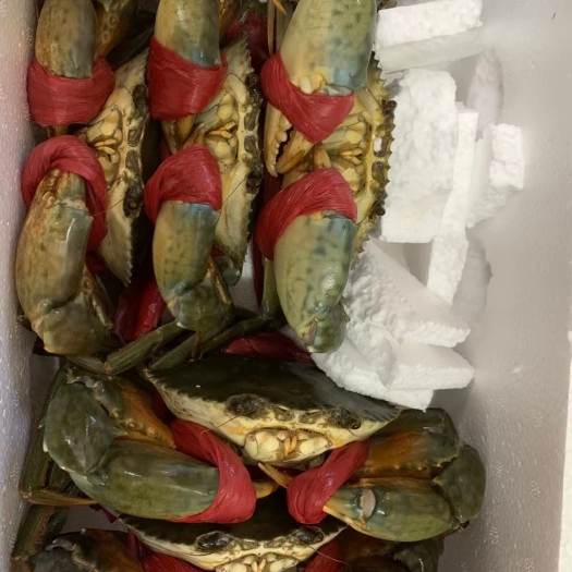 诏安县批发青蟹一级肉蟹