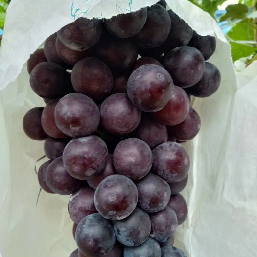 晋州市精品夏黑葡萄大量上市大个粒串大糖度高高