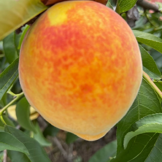 北海锦绣黄桃脆甜水果夏季