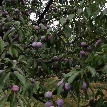 晚熟脱骨脆红李甜脆肉多老少皆宜产地直发