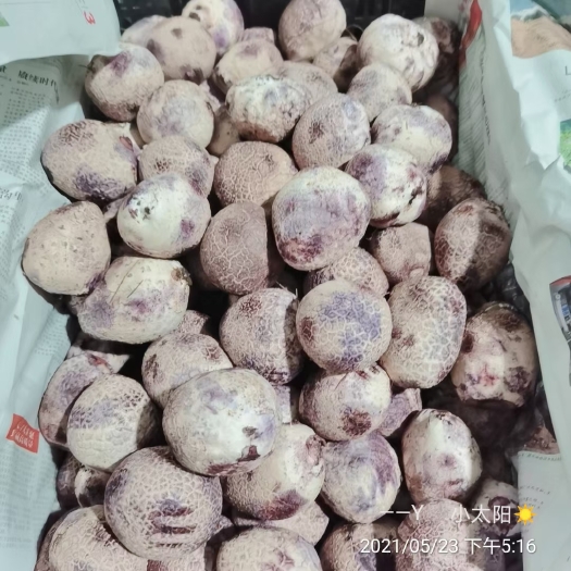 安龙县竹荪蛋