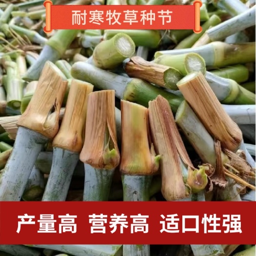 罗甸县甜象草耐寒红象草新型皇竹草高产巨菌草草多年生