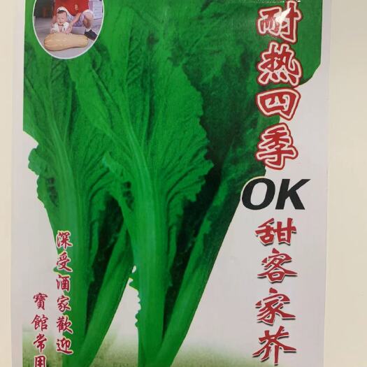 邵东市四季甜客家芥菜种子芥菜蔬菜种子夏秋大田菜园叶子菜青菜正品原装