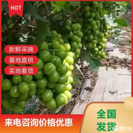 澧县【欢迎咨询】湖南阳光玫瑰葡萄  晴王  香印大量上市