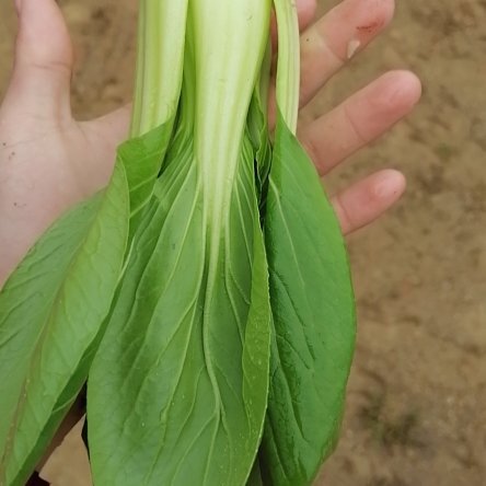漳浦县上海青