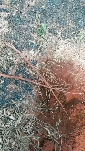 全州县3年种植的千斤拔，药效品质己达到了医药的，产地直销