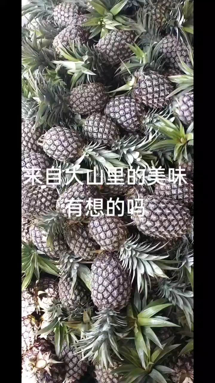 云南西双版纳凤梨。位于高山。阳光充足。口感甜。