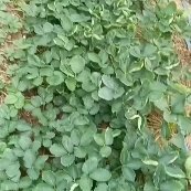 平度市平度章姬甜宝草莓苗 红颜草莓苗 天使8号草莓苗