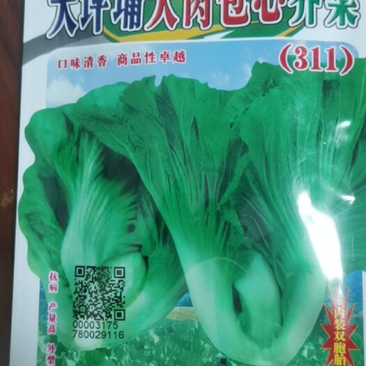 汕头芥菜种子 大肉包心芥菜
