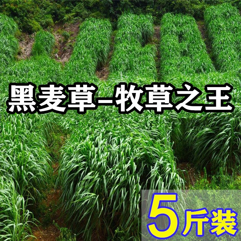 牧草型黑麦草种子【耐寒高产抗倒特高】四倍体多次收割包邮送种植