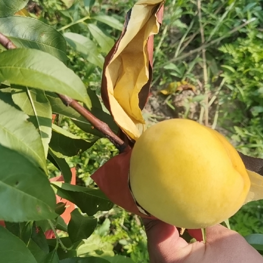 射阳县锦绣黄桃