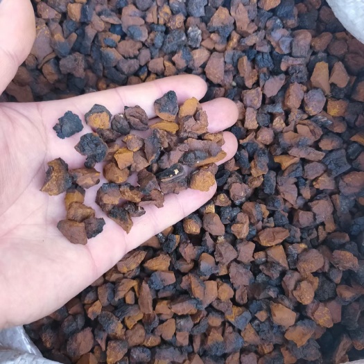 抚松县桦树茸颗粒瓶装每瓶净重半斤，两瓶一斤。