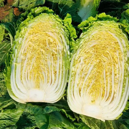 蔚县黄心大白菜 河北张家口精品玲珑黄4－－6斤。