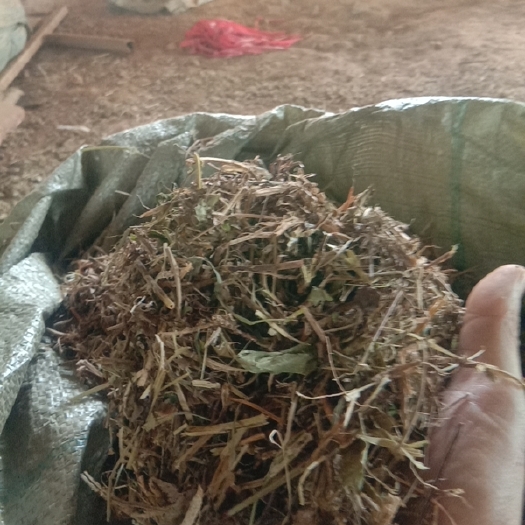 高安市花生秧
