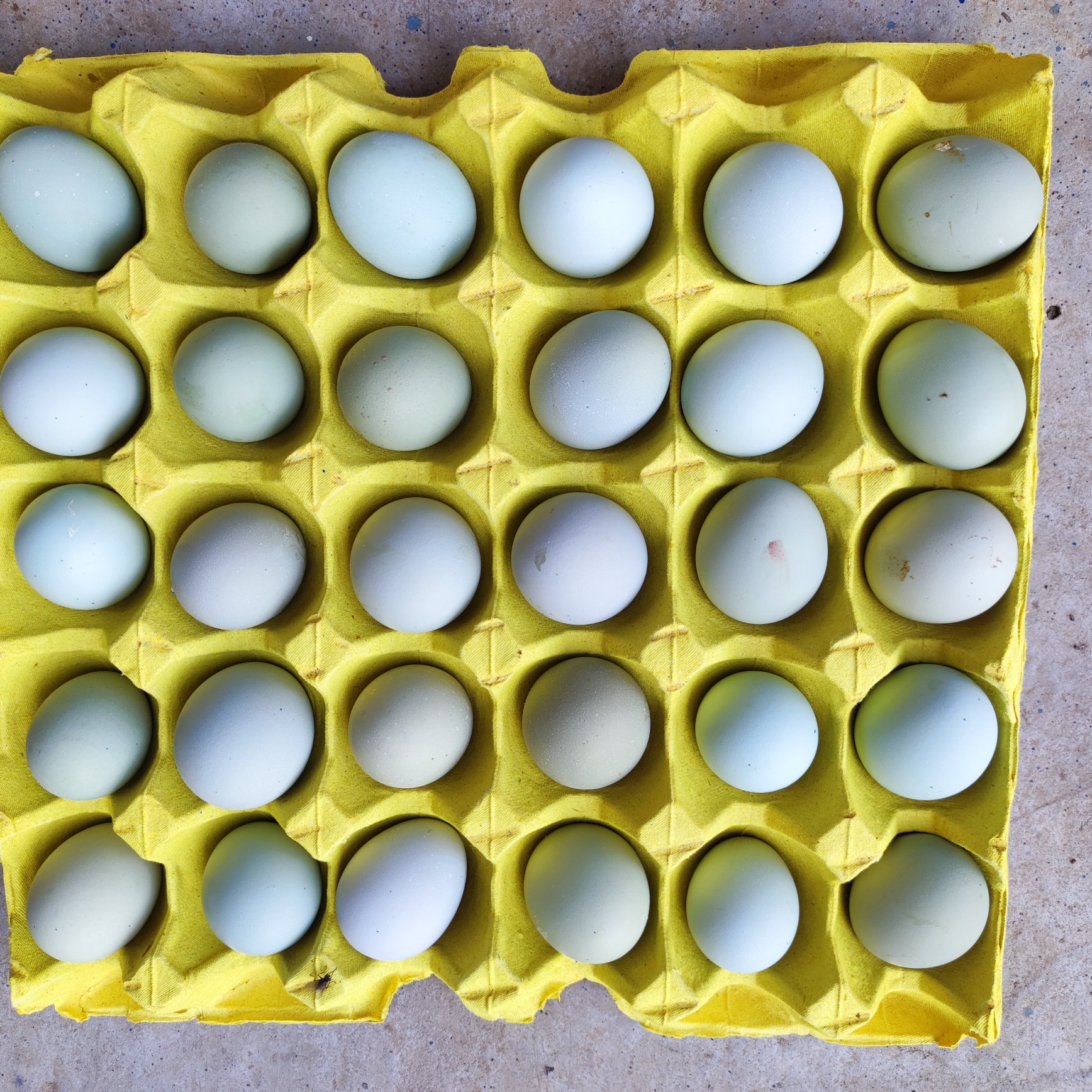 京山市初生蛋  绿壳鸡蛋小乌鸡蛋鸡场直发林地放养土鸡蛋420枚