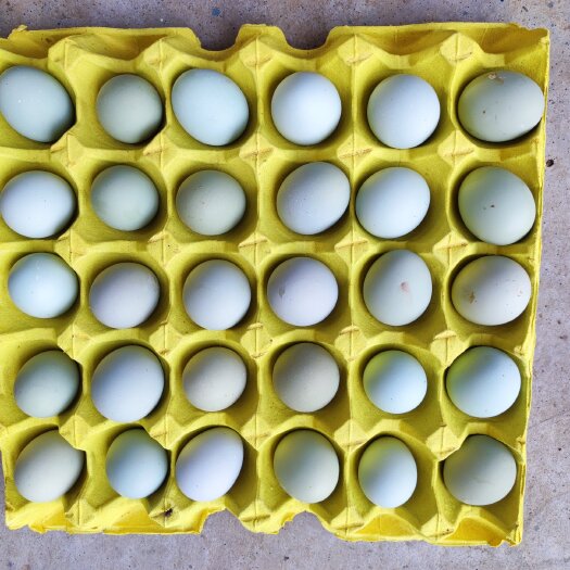 初生蛋  绿壳鸡蛋小乌鸡蛋鸡场直发林地放养土鸡蛋420枚