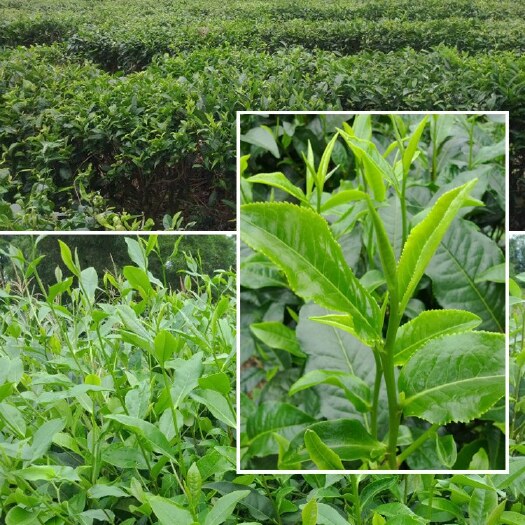 英德市【不打药·支持检测】英德绿茶 英州一号 浓香型高山绿茶早春茶