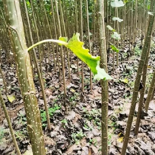 商丘杨树苗，吉德杨，南林3412，3804，鲁林九号，新69，