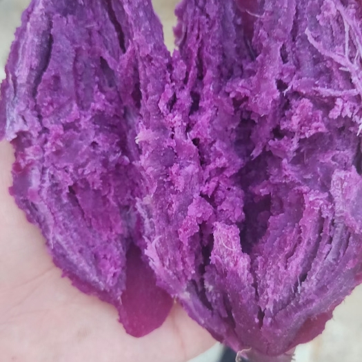 宜城市一手货源 大量紫罗兰精品货源 量大优先 价格美丽