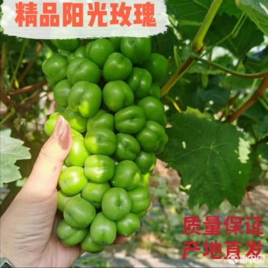 澧县【热销】湖南阳光玫瑰 晴王葡萄一手货源产地直销诚信经营