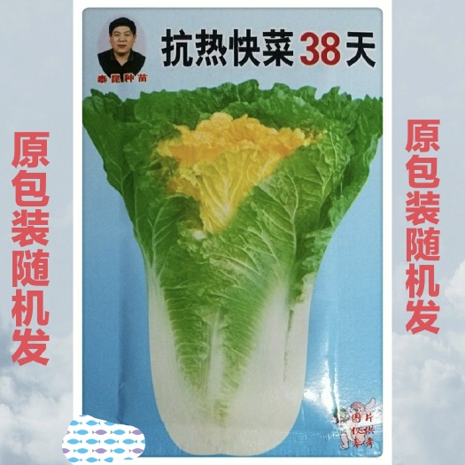 邵东市原装抗热快菜38天大小白菜种子四季速生快菜籽菜园庭院蔬种子
