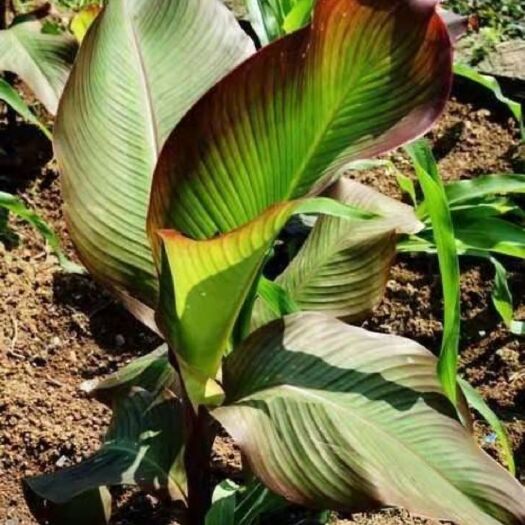 信宜市现挖蕉芋农家蕉木芋头芭蕉芋蕉芋
