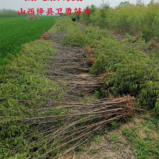运城两年山桃苗 二年生1米高 1公分粗山桃苗现货供应