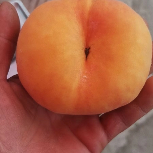 盐源县盐源黄蟠桃