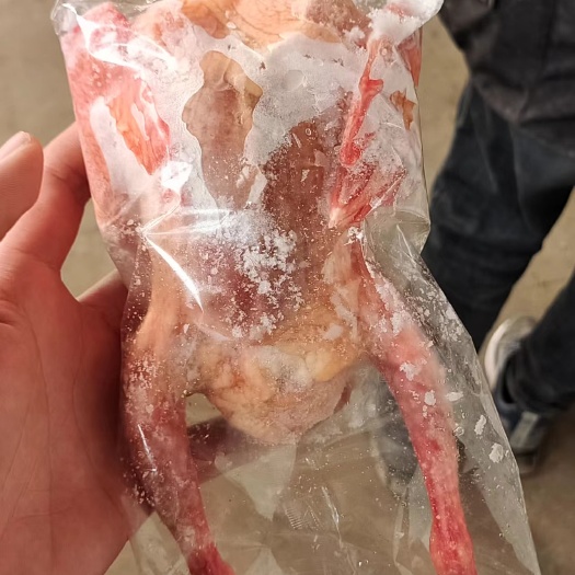 晋州市乳鸽，三年老鸽子，白条鸽，现宰，新鲜鸽肉